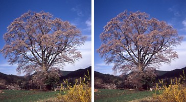 一本桜.jpg