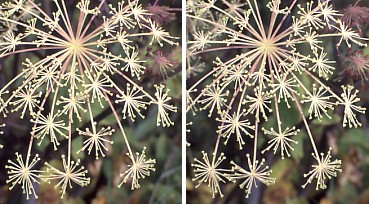 高山植物２.jpg